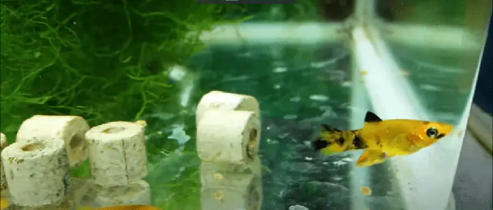 Cá Bình Tích Bao Lâu Mới Đẻ