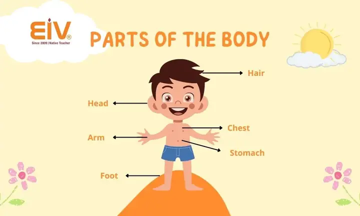Cá Bò Giáp Tiếng Anh