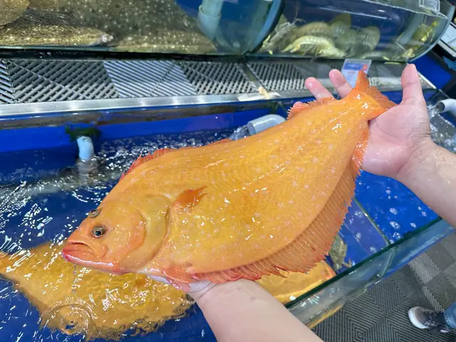 Cá Bơn Vàng Nhật