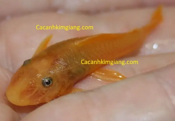 Cá Bống Lau Kính