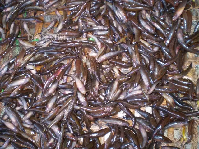 Cá Bống Trứng Sống Ở Đâu