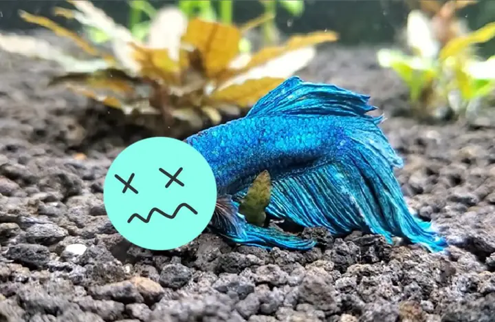 Cá Bột Betta Chết