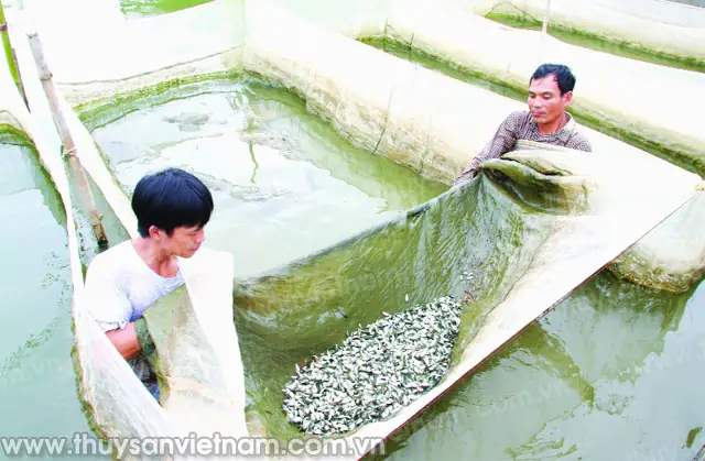 Cá Bột Cá Hương Cá Giống Là Gì