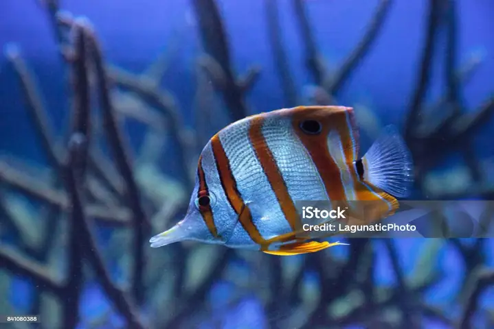 Cá Bướm Dải Đồng