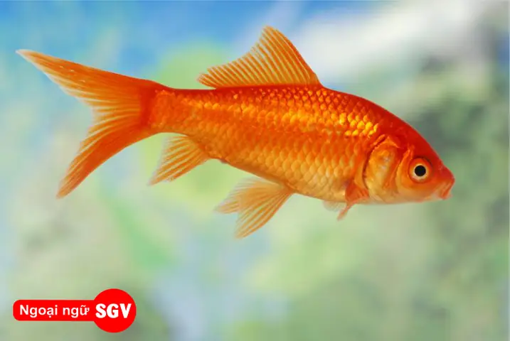 Cá Cam Tiếng Trung Là Gì