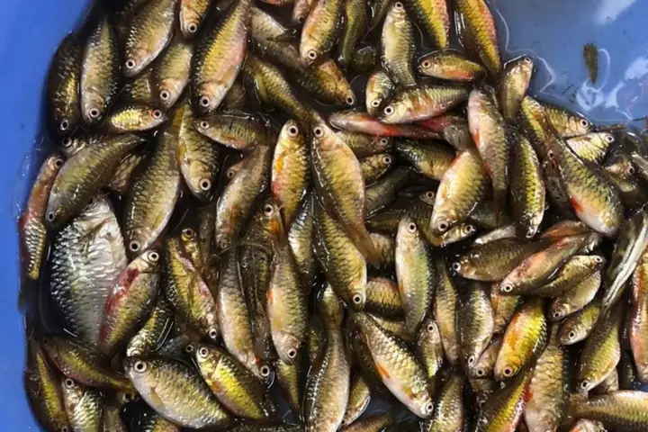Cá Cấn Cá Mại