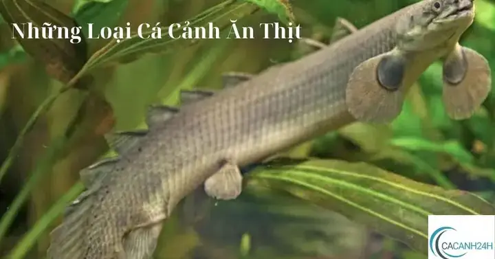 Cá Cảnh An Thịt