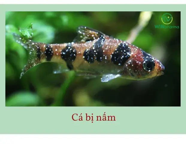 Cá Cảnh Bị Lạnh
