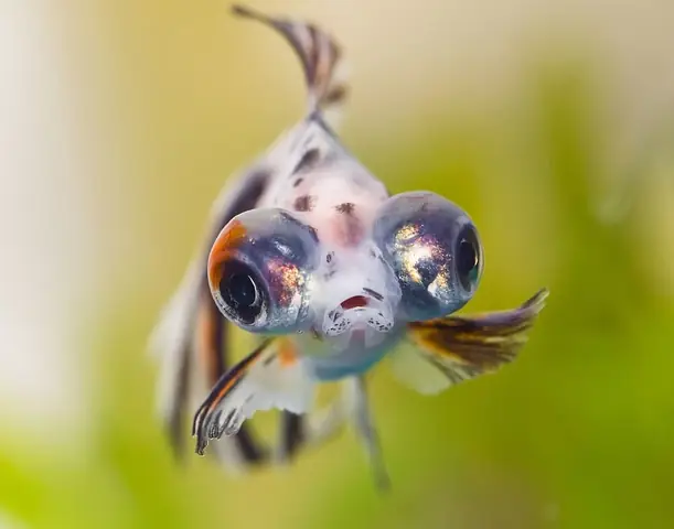 Cá Cảnh Bị Lồi Mắt
