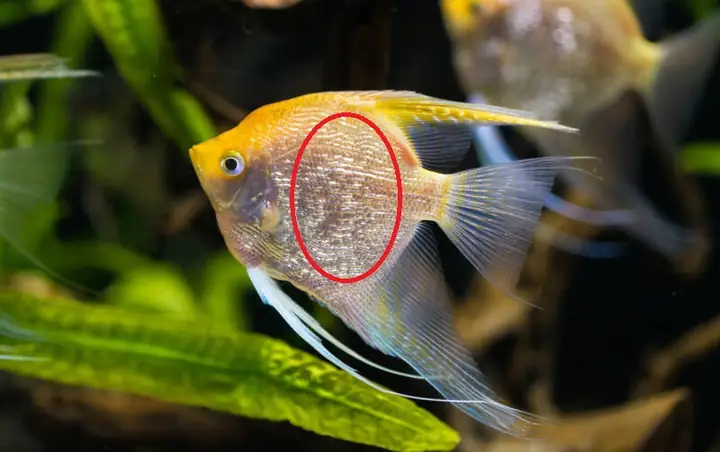 Cá Cảnh Bị Xù Vảy