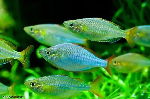 Cá Cảnh Bơi Tầng Mặt