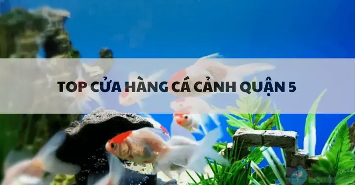 Cá Cảnh Cao Quý Quận 5