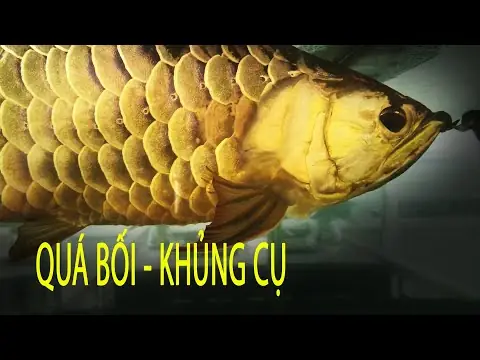 Cá Cảnh Đắt Giá Nhất