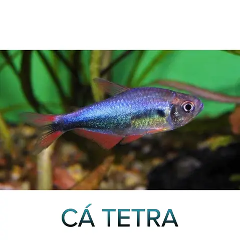 Cá Cảnh Đuôi Đỏ