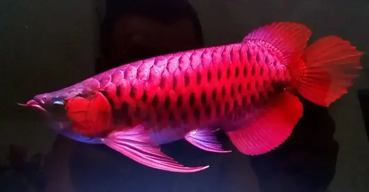 Cá Cảnh Đường Láng
