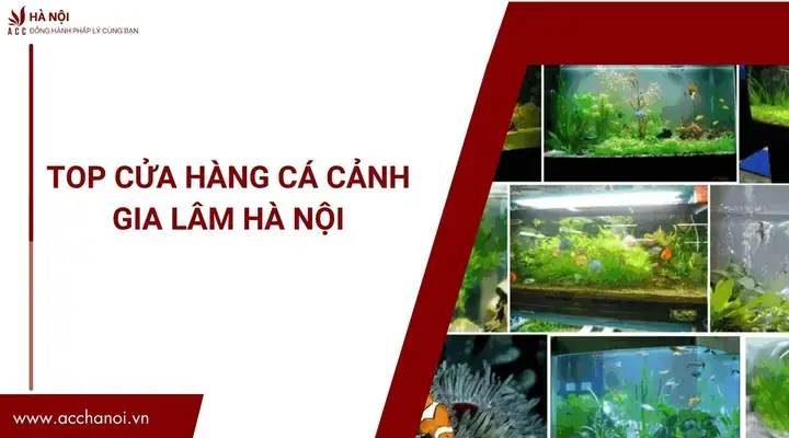 Cá Cảnh Gia Lâm