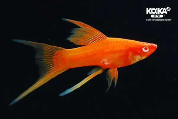 Cá Cảnh Hiền Lành