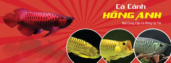 Cá Cảnh Hồng Anh Sài Gòn