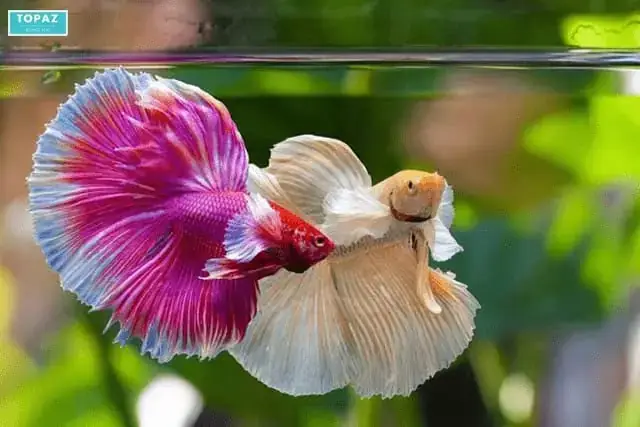 Cá Cảnh Linh Biên Hòa