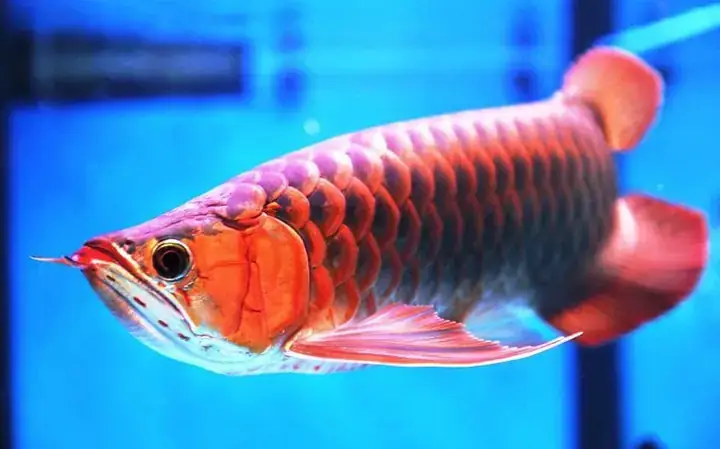 Cá Cảnh Nhất Long