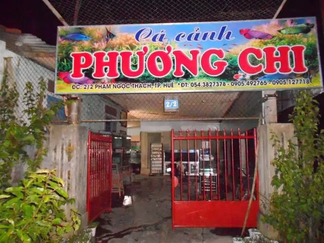 Cá Cảnh Phương Chi Huế