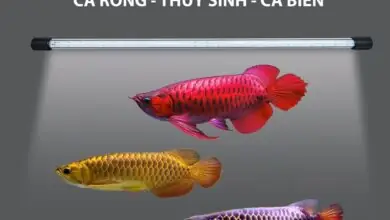 Cá Cảnh Thái Hoà Hoàng Hoa Thám