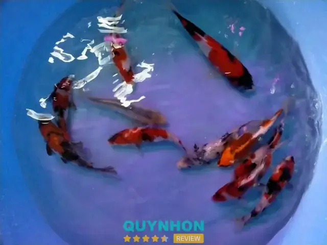 Cá Cảnh Trần Phú Quy Nhơn