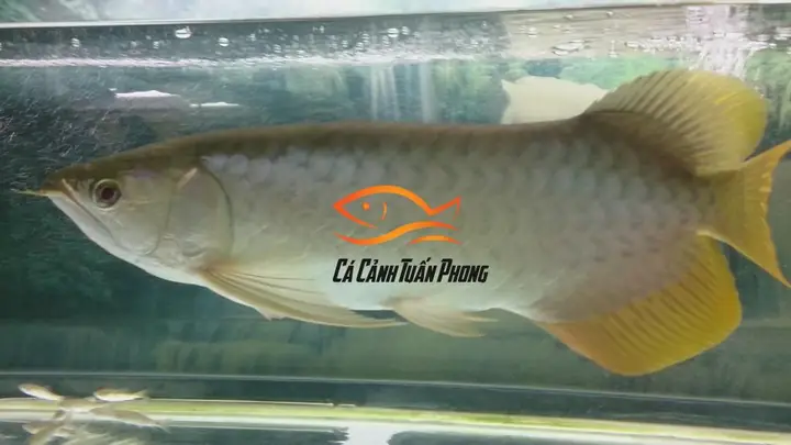 Cá Cảnh Tuấn Phong