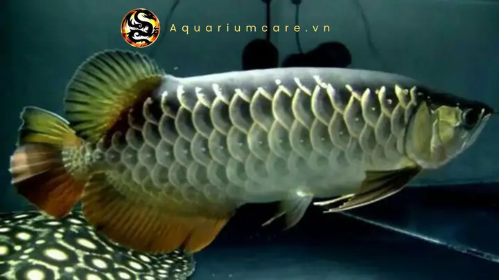 Cá Cao Lưng Hồng Vỹ