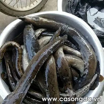Cá Chạch Chấu Sông Đà