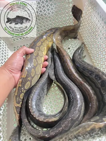 Cá Chạch Lấu Khủng