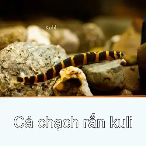 Cá Chạch Rắn Kuhli