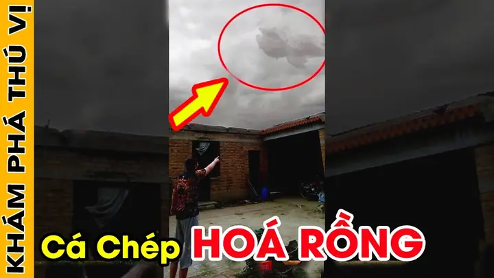 Cá Chép Hóa Rồng Ngoài Đời Thật