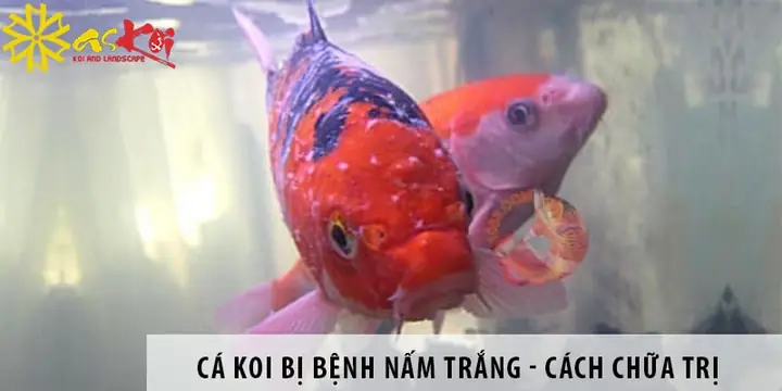 Cá Chép Koi Bị Bệnh