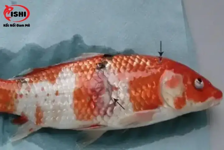 Cá Chép Koi Bị Xuất Huyết