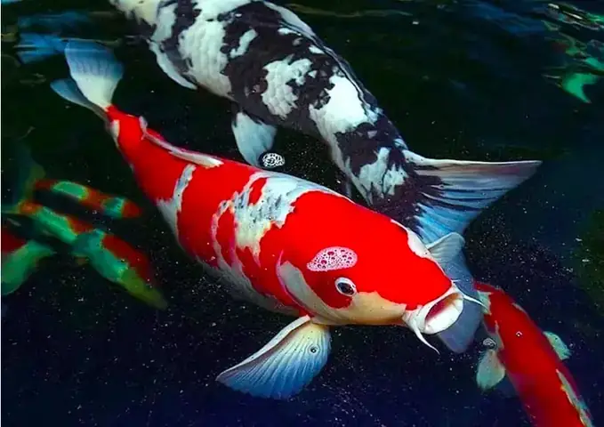 Cá Chép Koi Bỏ Ăn
