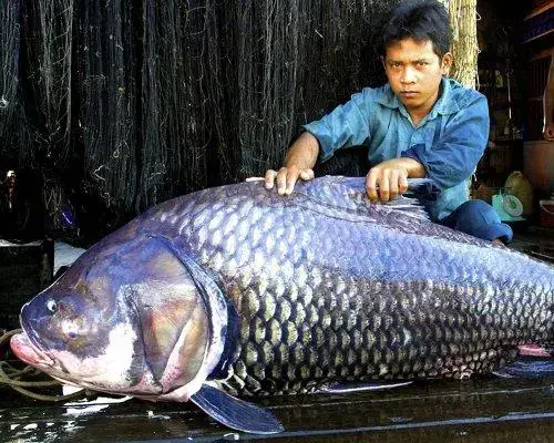Cá Chép Nam Dương Đực Cái