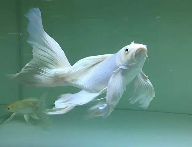 Cá Chép Trắng Cảnh