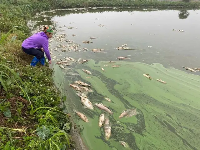 Cá Chết Trong Ao