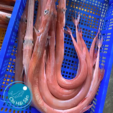Cá Chìa Vôi Sống Ở Đâu