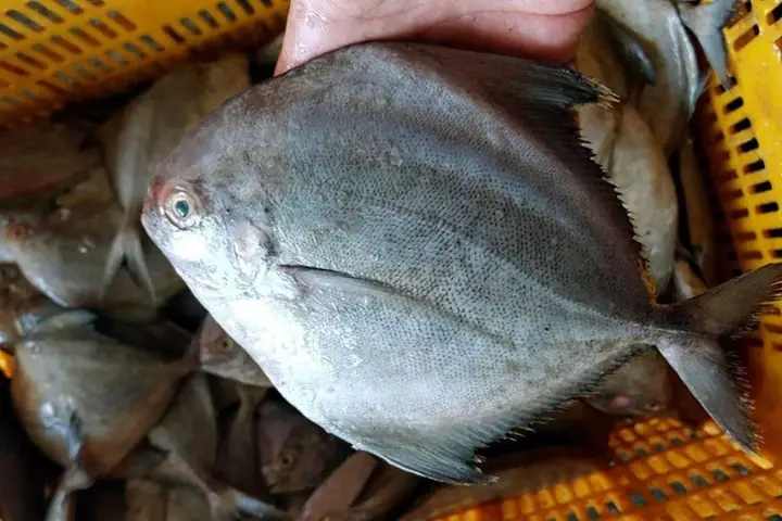 Cá Chim Đen Nước Mặn