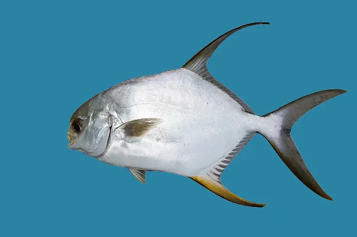 Cá Chim Đuôi Vàng