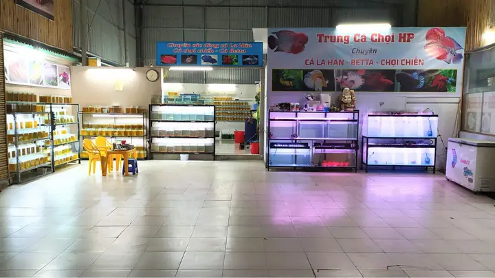 Cá Chọi Chiến Hải Phòng