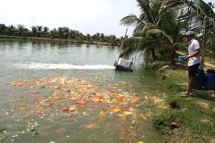 Cá Chọi Hải Phòng