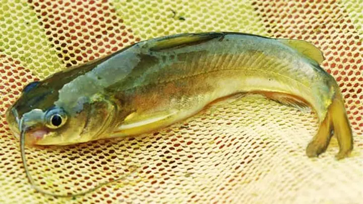 Cá Chốt Sống Ở Đâu