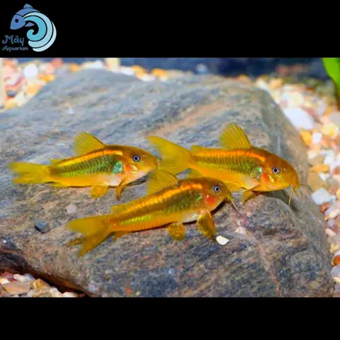 Cá Chuột Gold Laser