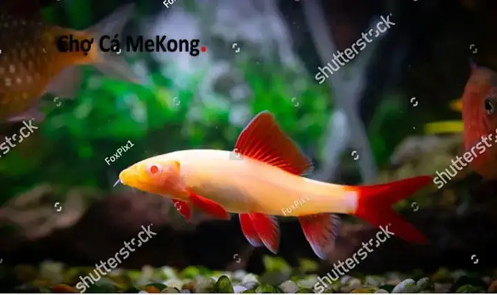 Cá Chuột Thái Hung Dữ
