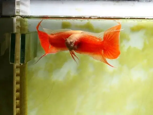 Cá Cờ Đỏ Quảng Trị