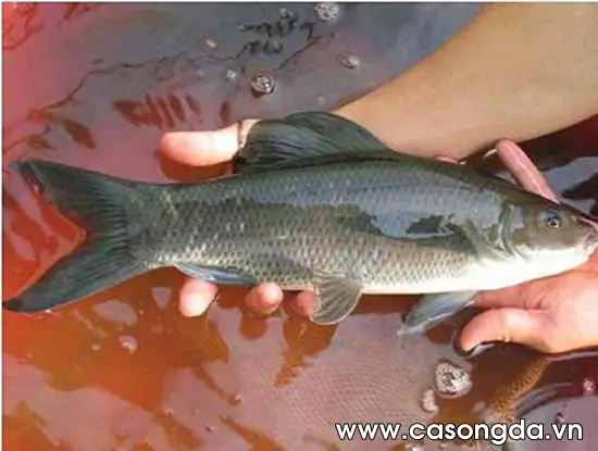 Cá Dầm Xanh Là Cá Gì