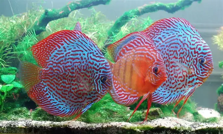 Cá Dĩa Giống Mới